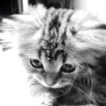 11356960_612511878851605_1844317487_a