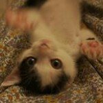 11199476_859206424145058_1581836580_a