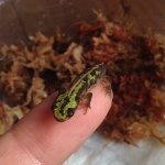 925866_1410007232618385_1788154569_a