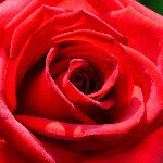 11856657_402421703300534_70692702_a