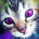 11899477_1456618274665894_1251539997_a