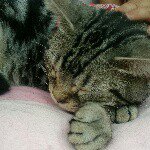 11373487_913804012012180_1792708087_a