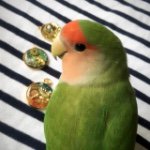 11378211_470709639755494_1346023545_a