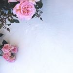 10914548_1617691041837806_159999893_a