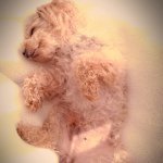 11850056_1091802600853661_136231985_a