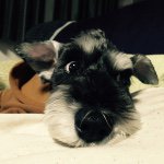 10958160_1378280399152064_247579619_a