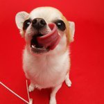 11357469_1653720168206250_2131435230_a