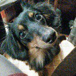 11257856_874997469223660_562508570_a