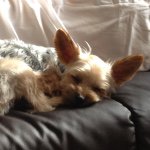 11032905_1606361162911102_647116692_a