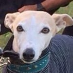 10817604_406765572807845_2058710883_a