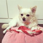 10808540_494090010732610_1785075162_a