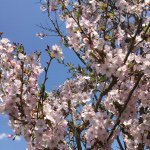 11208522_916867058355646_85236484_a