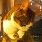 11325127_1607429049508251_1318801849_a