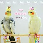 11917948_430760673795423_622676279_a