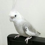 11313753_980315962028634_1285087392_a