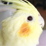 10843717_829791717063042_2024407724_a