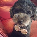 11275394_455597014622340_170705950_a