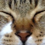 10895332_1596899063879358_772311339_a