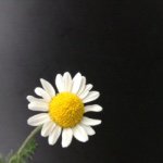 1517082_929539263774026_1360001709_a