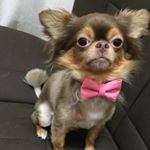 11820497_152067445132256_2059068948_a