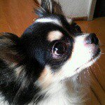 11017599_823775854377457_152122932_a