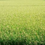 11849881_300731776717643_1368298839_a