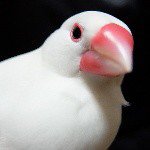 1737937_879632912058504_640827409_a