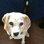 928924_1610017192565599_1203352472_a