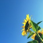 928308_787443594638582_1236478886_a