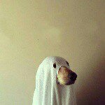 11357924_1090304750985356_1173868024_a