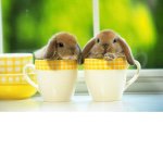 11191078_1556776844542881_1117839249_a