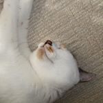 11355992_942104719168795_1618187843_a