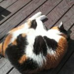 11809923_737986893013234_782269193_a