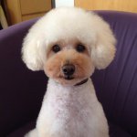 11934894_1626269004281820_1948846645_a