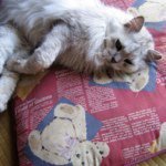 11850027_855170267923228_1539851788_a