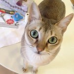 11326027_956275971070407_1608518238_a