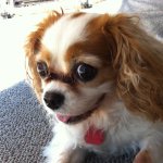 11313254_1555576341370968_1625075449_a