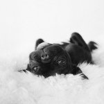 11821829_946407392083253_1315851690_a