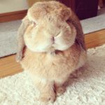 1517089_1454350468201135_1465246085_a