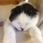 11848837_477545515742953_1136200319_a