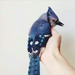 10261302_857108197689935_108421022_a