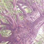 11906353_1693156790913365_925324067_a