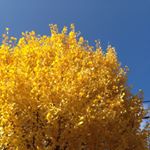 11821353_892156544196314_1179330501_a