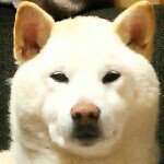 927098_496255717186252_770618182_a