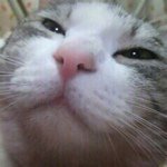 11352177_373425582852750_943423679_a