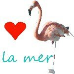 11311291_403866526483165_269697504_a