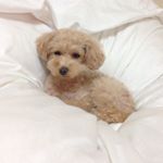 11312112_824297751023127_1648792148_a