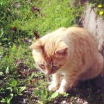 11252888_1598672723722636_885980247_a