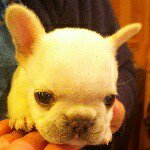 10848377_1484054755150224_485359222_a