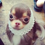 11917897_1465978937040192_1567582364_a